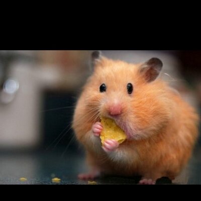 Profile Picture of Sara (@sara_huynh) on Twitter