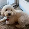 Profile Picture of Maria Poulos (@mariapoulos5) on Tiktok