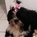 Profile Picture of pandora shihtzu lorena (@pandora.loh) on Instagram