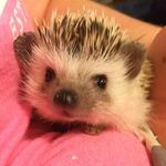 Neville Hedgebottom - Instagram Profile Picture of Neville Hedgebottom (@neville_the_hedgehog) on Instagram
