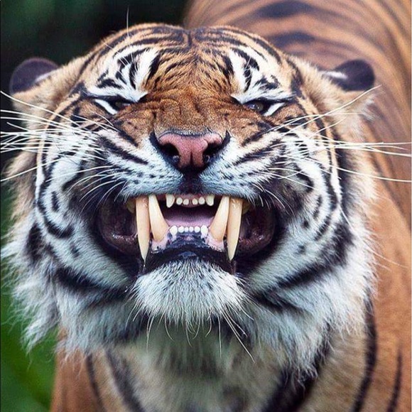 Profile Picture of Lisa Spicer (@lespicer) on Poshmark