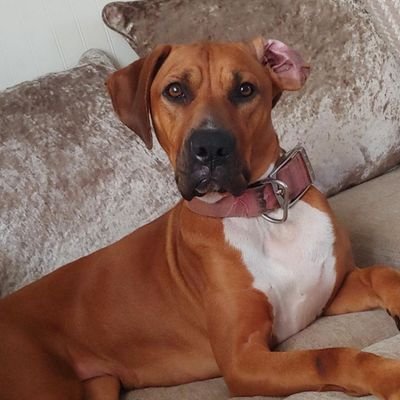 Profile Picture of Christopher Alban (@Christo38746760) on Twitter