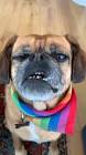 Profile Picture of   🙈🙈 think 💭 I need to get... (@lunathepuglin) on Tiktok