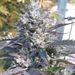 Profile Picture of Jerry Bertrand 2 (@jerrybertrand6) on Pinterest