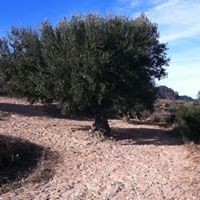 Profile Picture of Albert Bastida (@albertbastida) on Pinterest