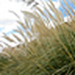 Profile Picture of Katherine Springer (@el.viento.viene) on Flickr