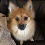 Profile Picture of Debra Weaver (@weaverchickdeb) on Instagram