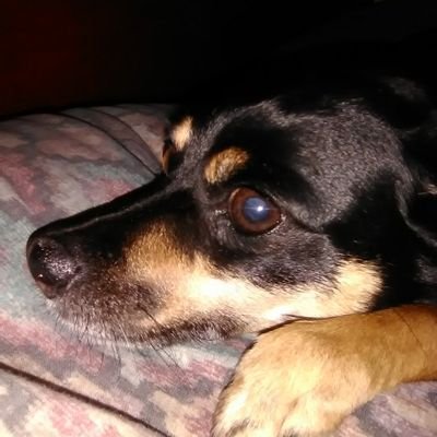 Cuddles - Twitter Profile Picture of Cuddles (@ScottGibboney) on Twitter