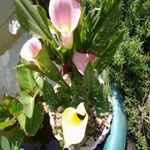 Profile Picture of Michael Taylor (@kowalamarecki) on Instagram