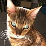 Profile Picture of Amanda Wolfe (@skadonia_) on Instagram