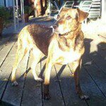 Profile Picture of Stephen Peccianti (@drz400guy) on Instagram