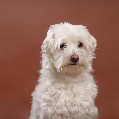 Profile Picture of Alice Zhong (@ZhongAlice2) on Twitter