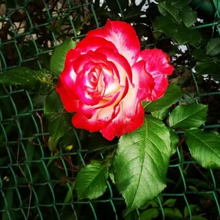 Profile Picture of Lisette Pineda (@lisettepineda) on Instagram