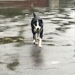 Profile Picture of RIK RICHARD GEBHARDT (@backbay_southend_dog_pack) on Instagram