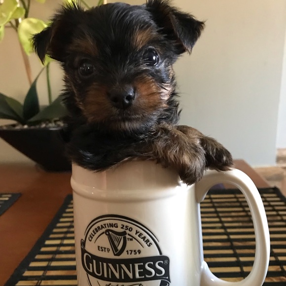 Profile Picture of Lailani Calko (@laila219) on Poshmark