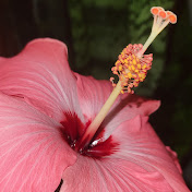 Profile Picture of Orelia Barriere (@oreliabarriere3466) on Youtube