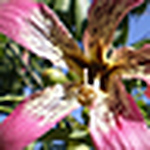 Profile Picture of gabriela beatriz martinelli (@gabriela y gricelda) on Flickr