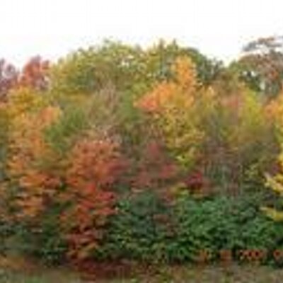 Profile Picture of Charlene Powers (@Sizzlelene) on Twitter