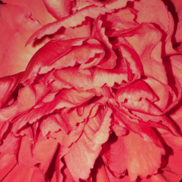 Profile Picture of Karli Hanson (@cocohans) on Poshmark