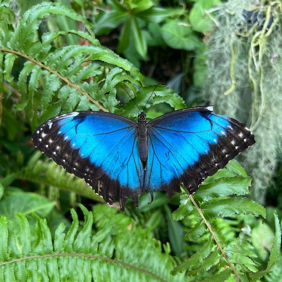 Profile Picture of Mikaela Brabbee (@mikaelabrabbee) on Poshmark