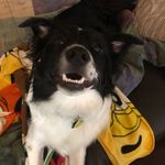 Devin Dietzen - Instagram Profile Picture of Devin Dietzen (@finleyofpetstop) on Instagram