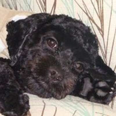 Profile Picture of Isabelle Goulet (@IzzyB_613) on Twitter