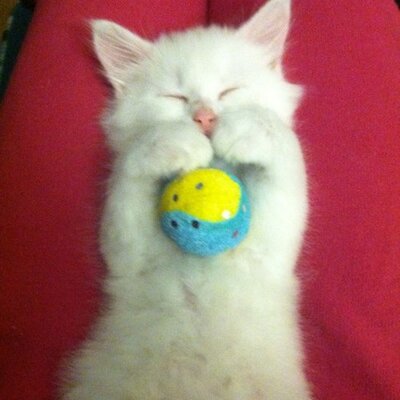 Profile Picture of Anne Stamper (@anne_stamper) on Twitter