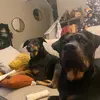 Profile Picture of trevor_meehan (@trevor_meehan) on Tiktok
