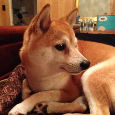 Profile Picture of Don Safari (@MaxKaufman11) on Twitter