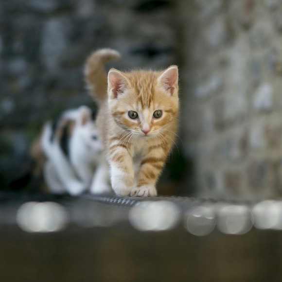 Profile Picture of Emily Knusta (@gingerbubbles) on Poshmark