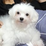 Profile Picture of J.A.S.O.N (@jasonthemaltese) on Instagram
