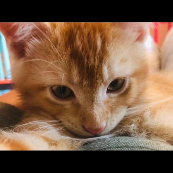 Profile Picture of Paige Andersen (@paigegand) on Poshmark