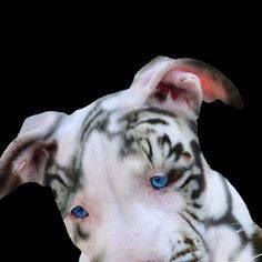 Bryan Higginbotham - Facebook Profile Picture of Bryan Higginbotham (@Bryan-Higginbotham) on Facebook