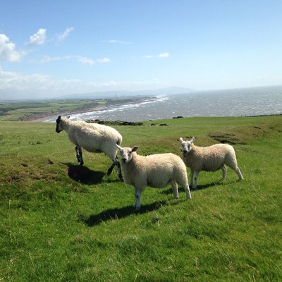 Profile Picture of Rusty Bridges (@schoolfish4) on Twitter