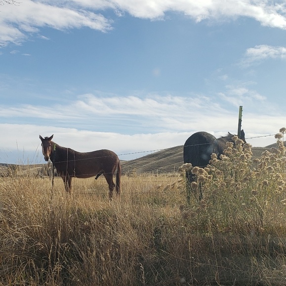 Profile Picture of Katherine Schaak (@1964kat) on Poshmark