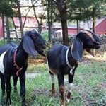 Profile Picture of Kevin DiFilippo (@farmrflappo) on Instagram