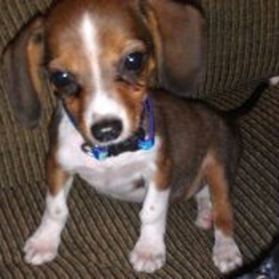 Profile Picture of Jim+Nicole O'Connell (@chicagoconnells) on Twitter