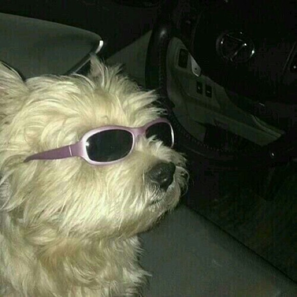 Profile Picture of Eva Varga (@dinonuggies936) on Poshmark