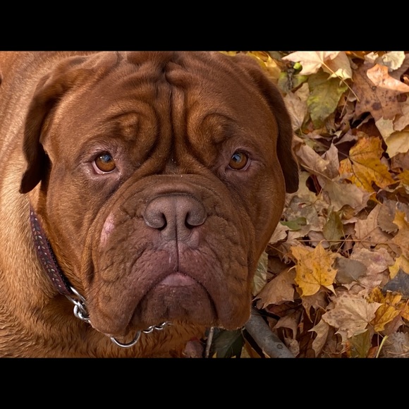 Profile Picture of Jason Kennie (@yman73) on Poshmark