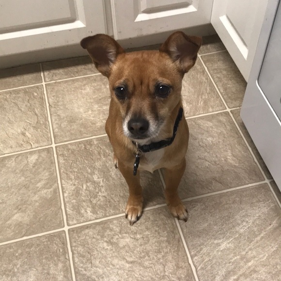 Profile Picture of Christina Giebel (@christinagiebel) on Poshmark