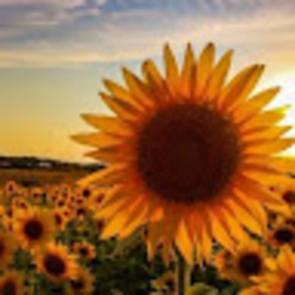 Solana Lee - Poshmark Profile Picture of Solana Lee (@iisnowangel88ii) on Poshmark