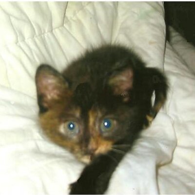 Profile Picture of Megan Rebbeca Capper (@Pink_Kats) on Twitter
