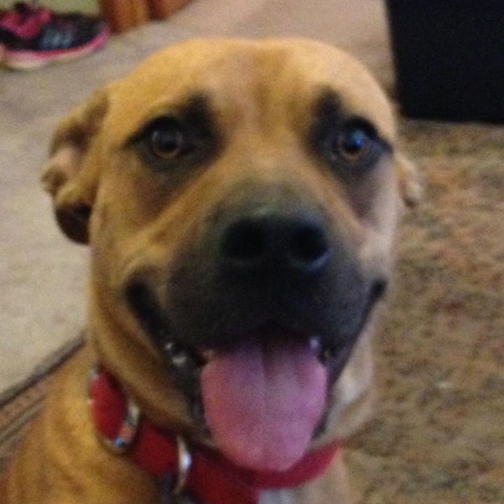 Profile Picture of Burger_agility (@burger_doug) on Tiktok