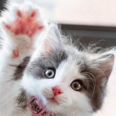 Profile Picture of 吸吸批拼篤 (@SamWong03297283) on Twitter