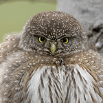Profile Picture of Pam Mullins (@pamswildimages) on Flickr