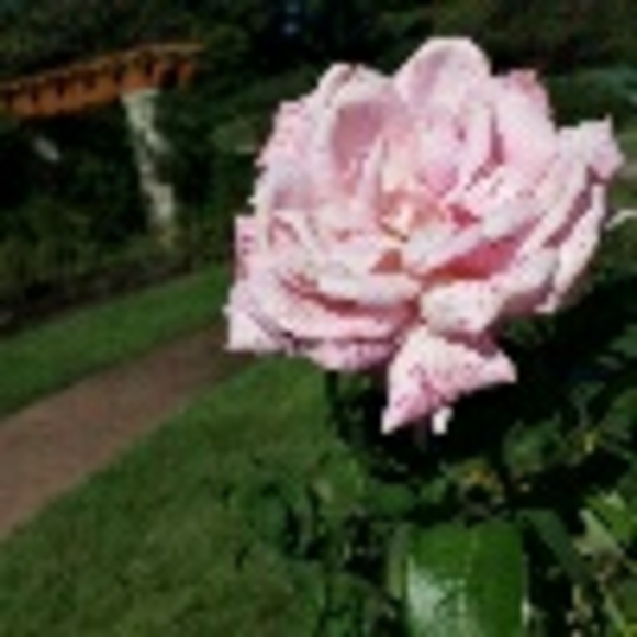 Profile Picture of Vianey Maldonado (@latindonut94) on Poshmark