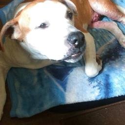 Profile Picture of Brian Whittaker (@sabestianbrian3) on Twitter