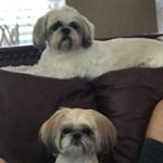 Profile Picture of Nancy Ballas (@nsballas) on Instagram