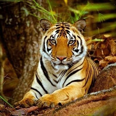 Profile Picture of Vishwas Nimkar (@NimkarVishwas) on Twitter