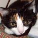 Profile Picture of Lani Wilkinson (@scamperstein) on Pinterest
